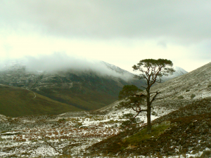 Coire Chuiltran, Glen Almond, solitary Scots Pine (R Oram)