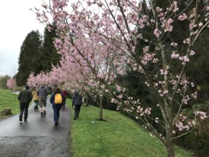 People walking around gardens with pink blossoms